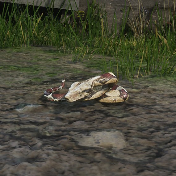 Boa constrictor rouge