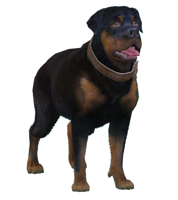 Rottweiler