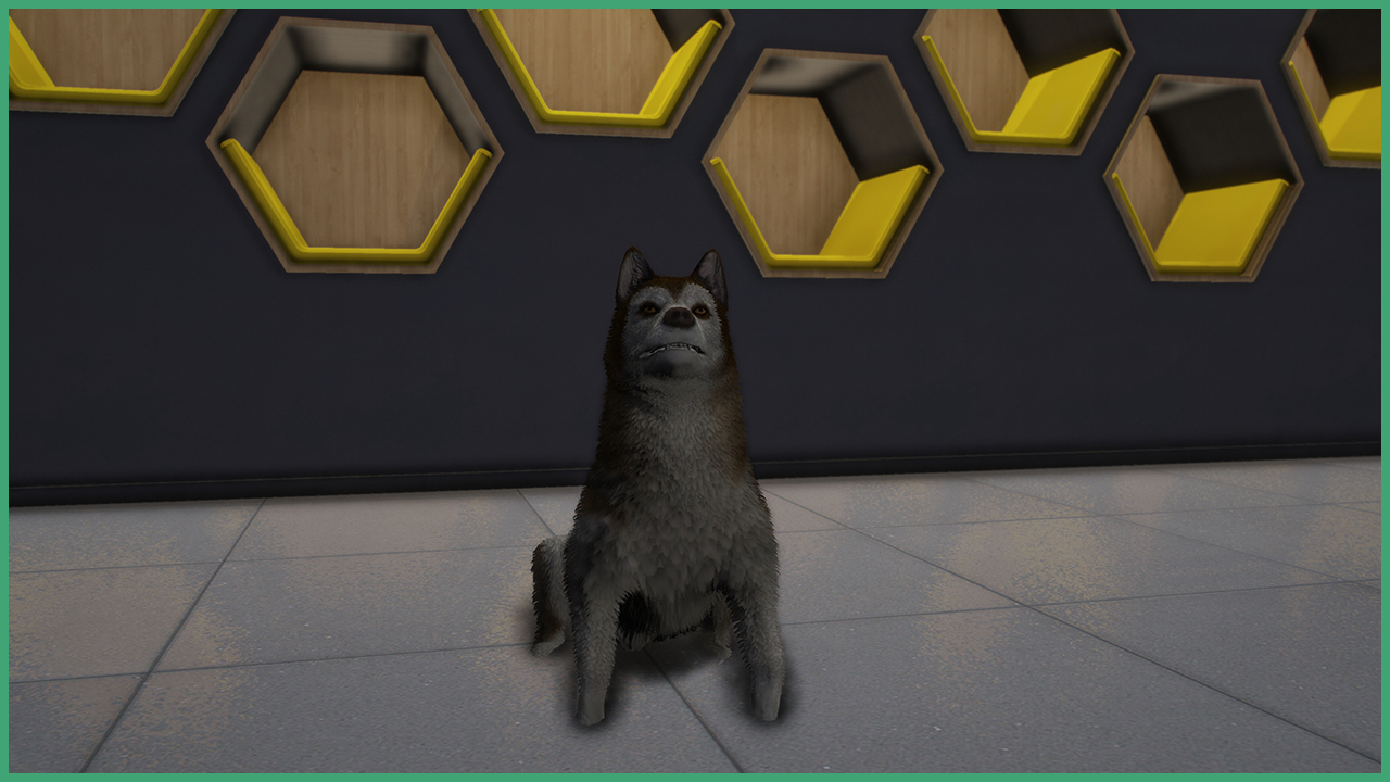 Brown Husky