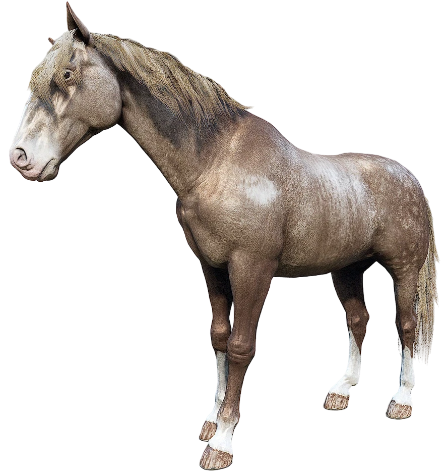Light Palomino