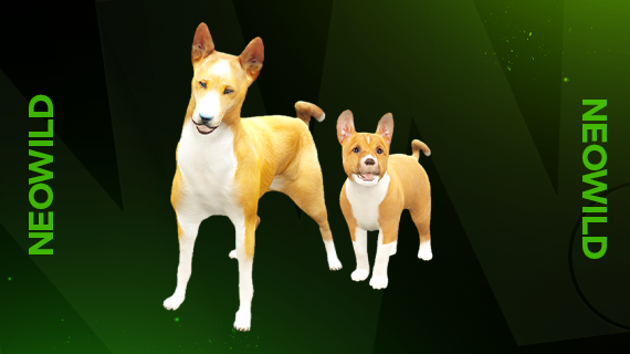 Basenji + Basenji Puppy