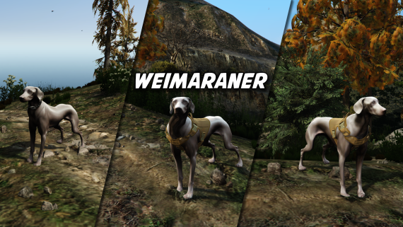 Weimaraner