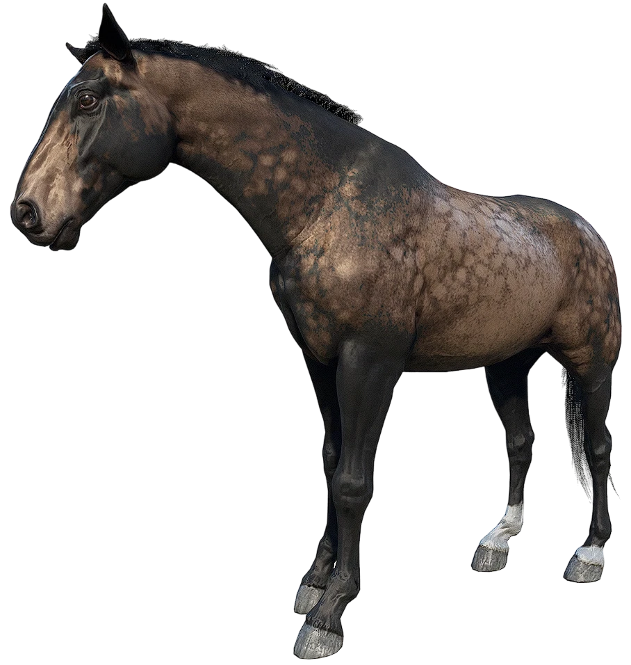 Sooty Dutch Warmblood