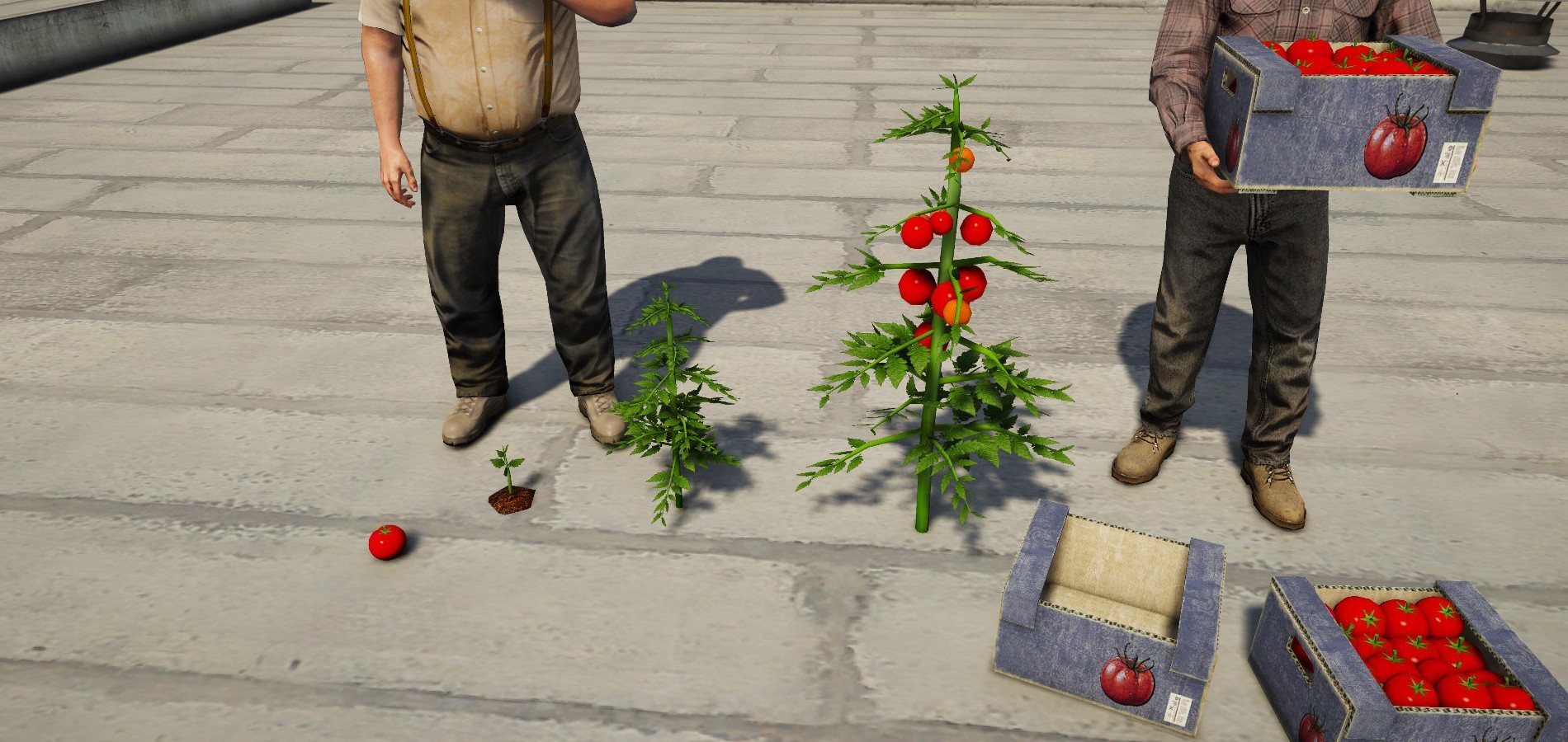 Tomatos