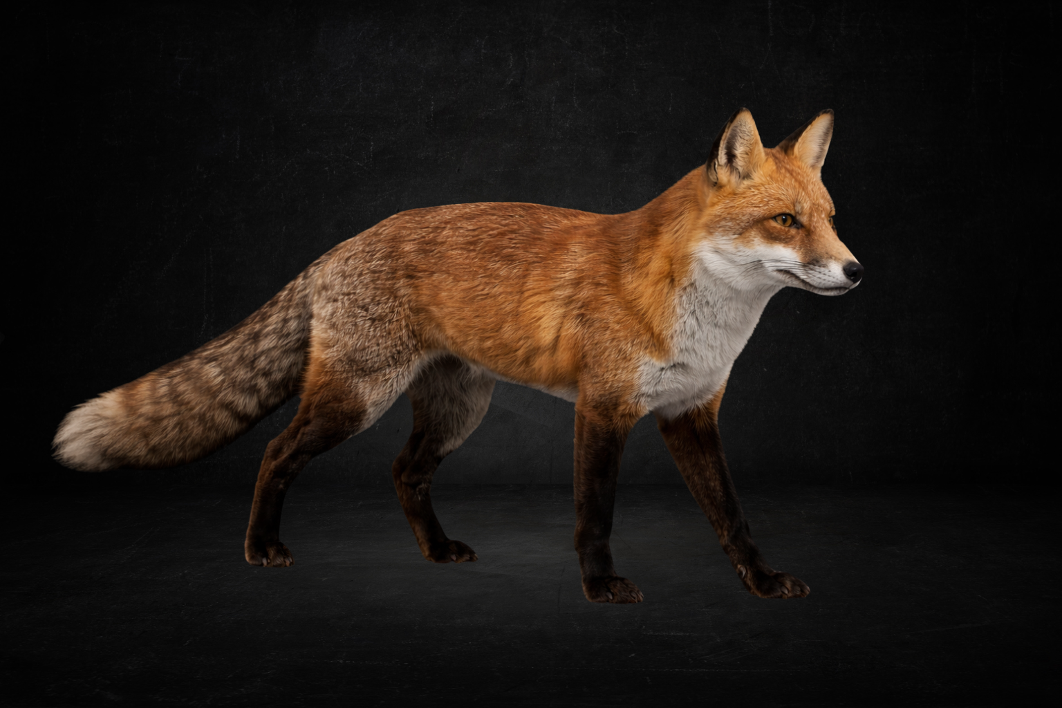 Renard ( survie )