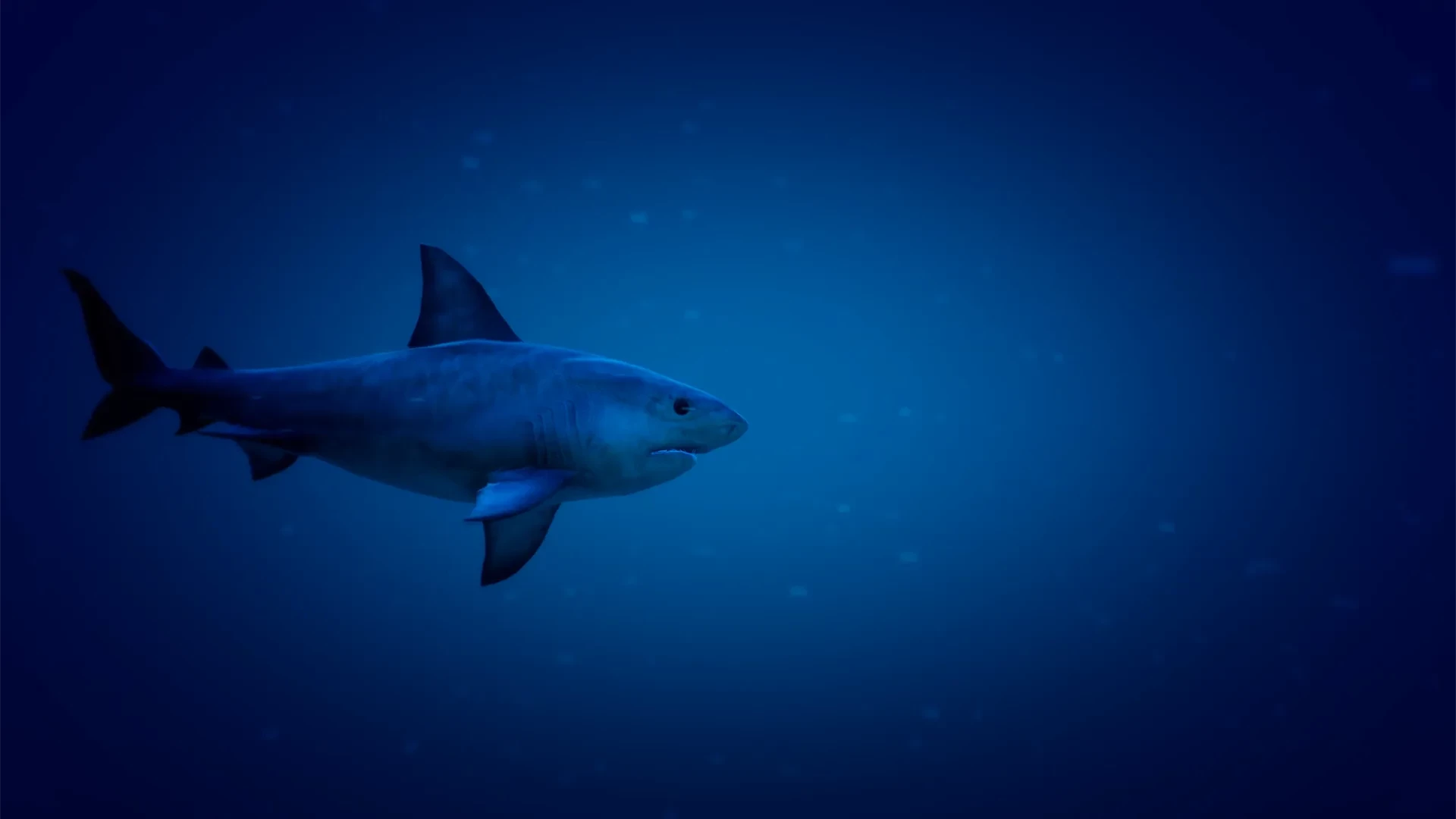 A shark circling a dive site