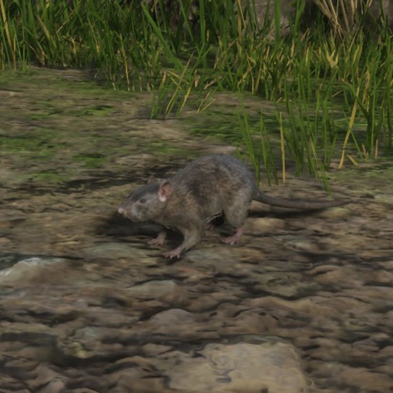 Rat