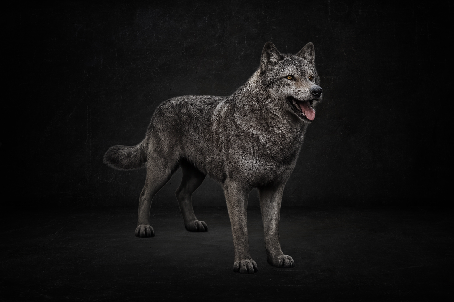 Loup ( perma )