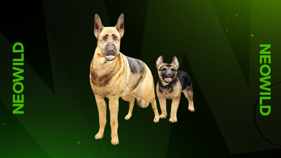 Germanshepherd + Germanshepherd Puppy
