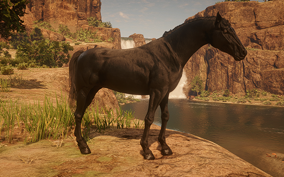 Anglo Arabe  Full Black- Macho