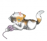 Krypto Cat 