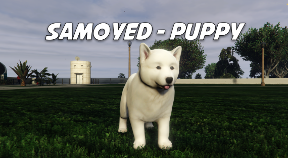 Samoyed - Puppy