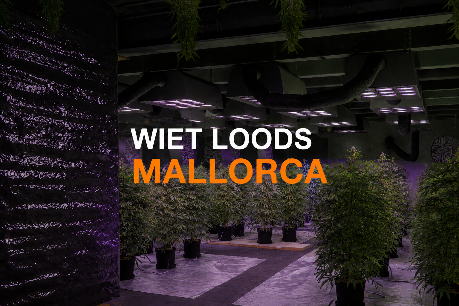 Wiet Loods