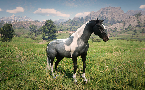 Kurdish Overo Grey - Macho