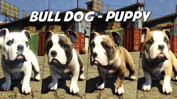 Bull Dog - Puppy