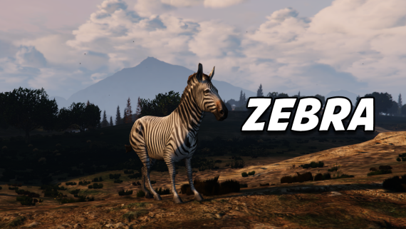 Zebra