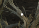 Eclipse Prompts