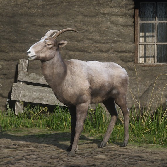Mouflon de la Sierra Nevada