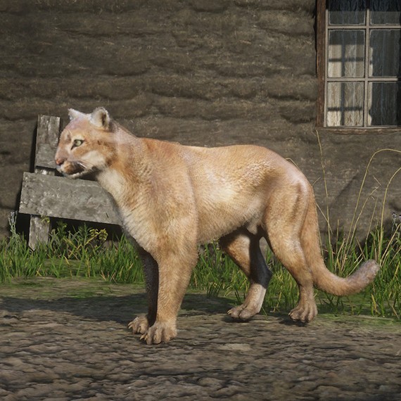 Cougar