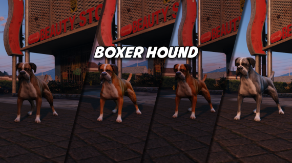 Boxer Hound