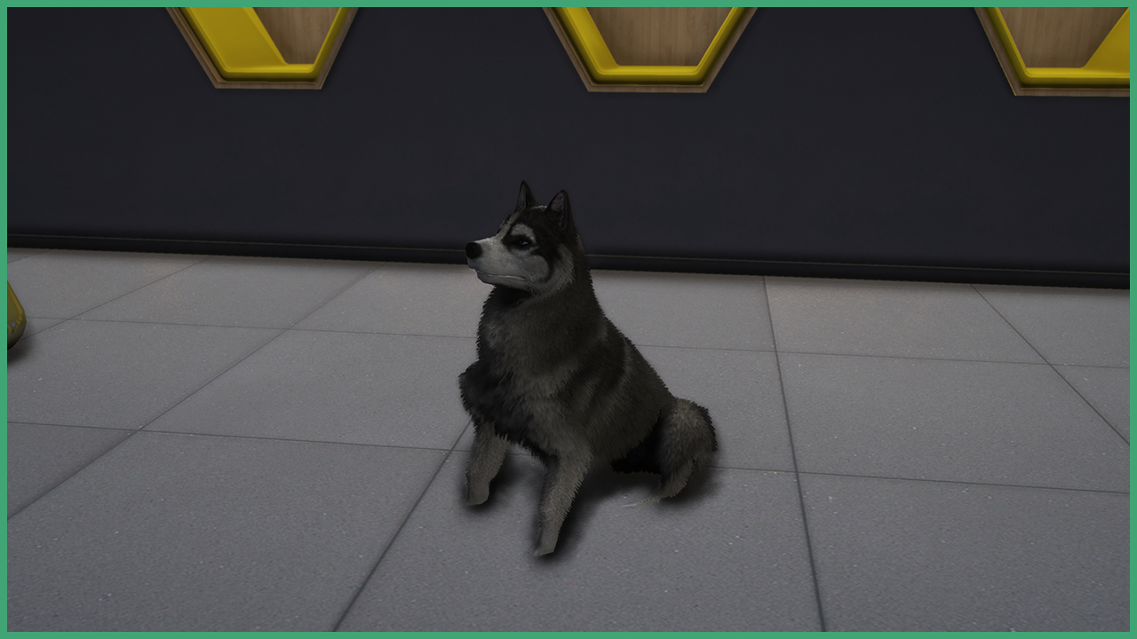 Grey Husky