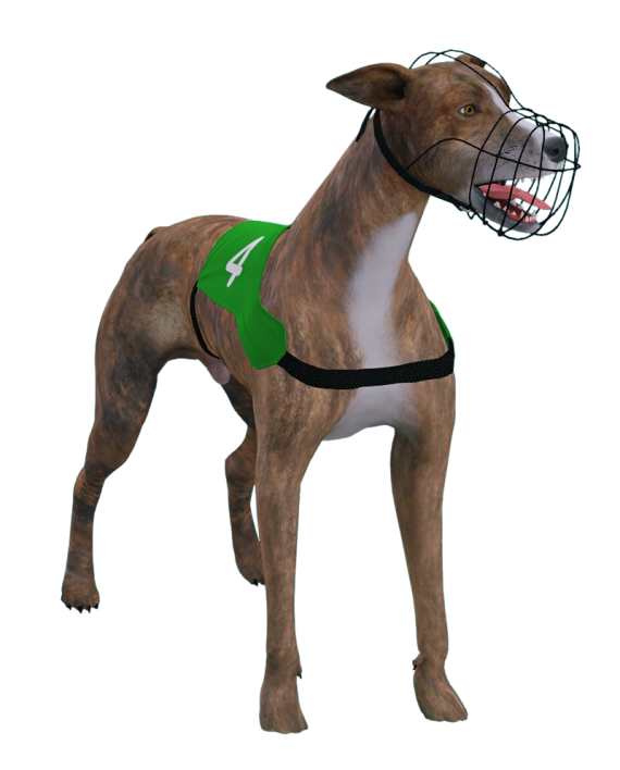 Greyhound
