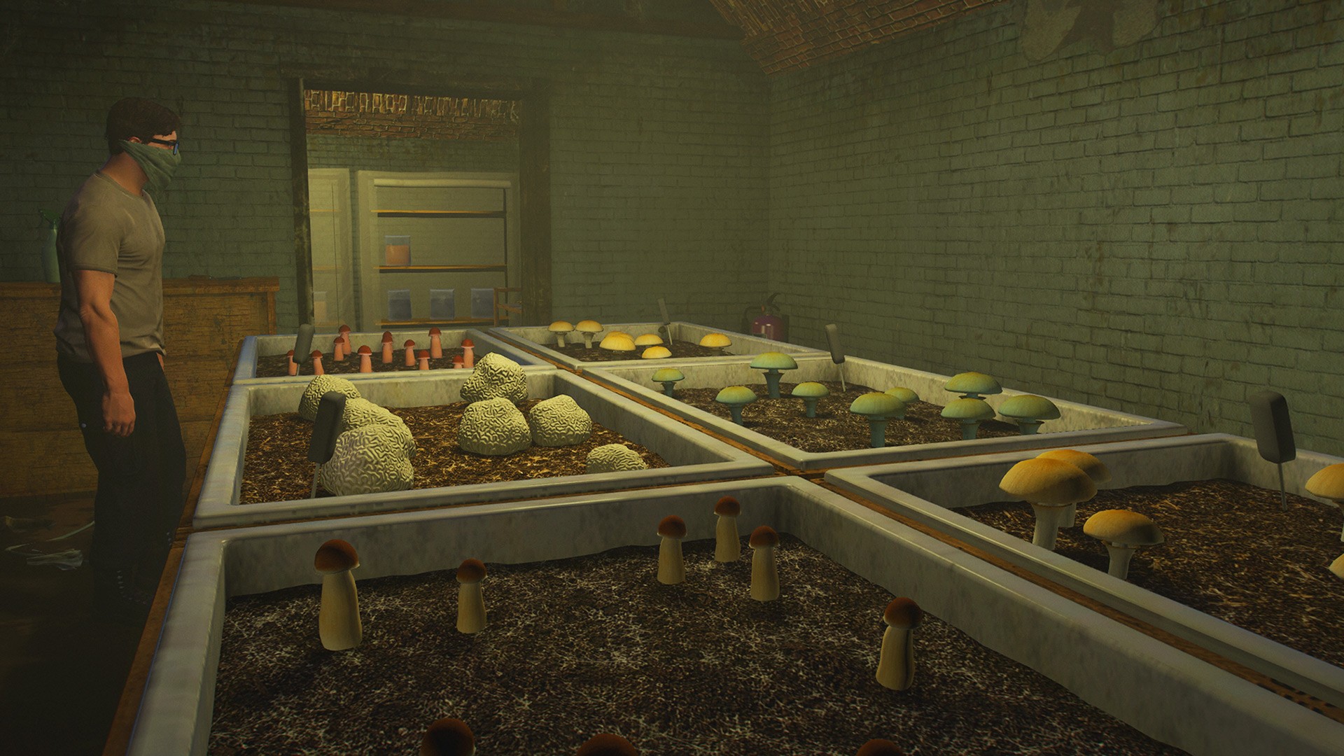 Shrooms Cultivation