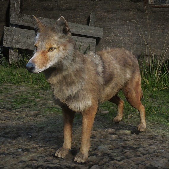 Coyote