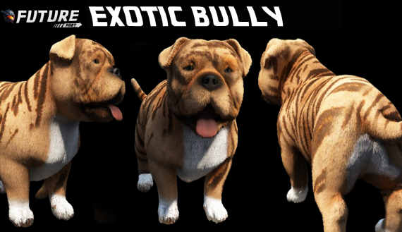 [DOG] Exotic Bully