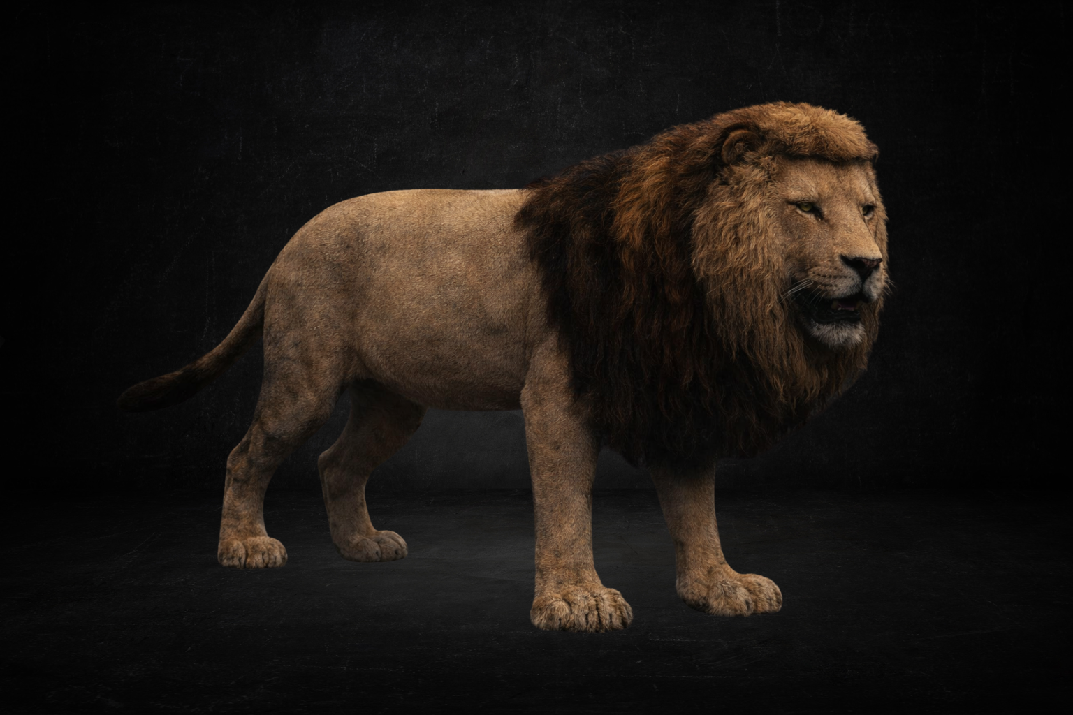 Lion ( survie )