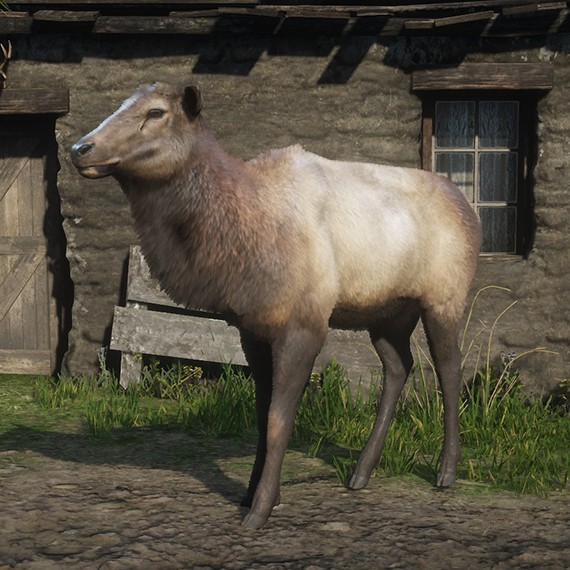 Wapiti