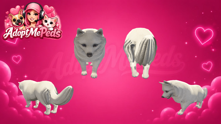 Pomeranian Spitz