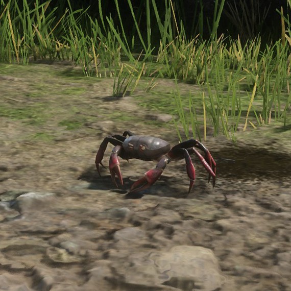 Crabe
