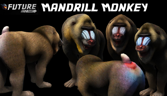 [ANIMAL] Mandrill Monkey