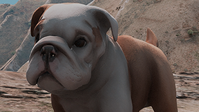 [DOG] [PUPPY] Puppy English Bulldog