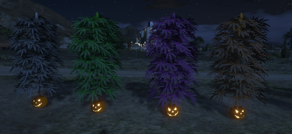 Halloweed Weed Plants!