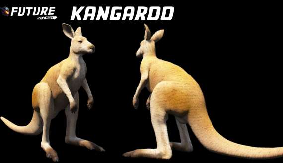 [ANIMAL] Kangaroo