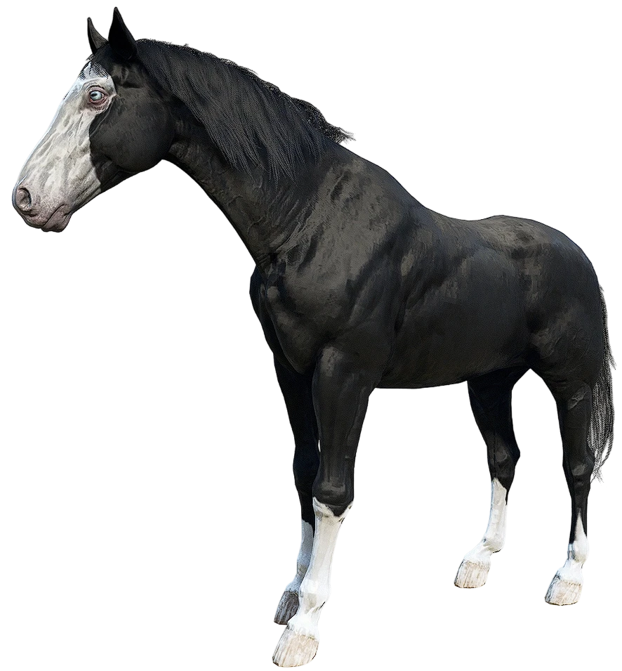 Black Missouri Fox Trotter