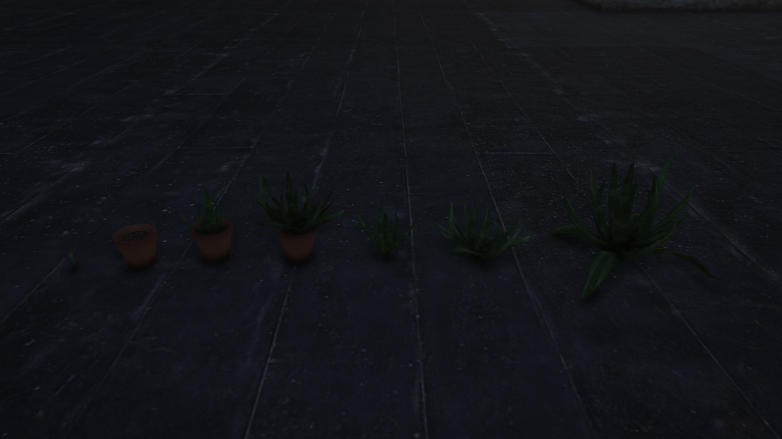 Aloe Vera