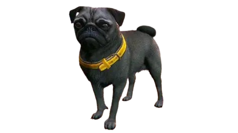 🐶 HUISDIER PUG
