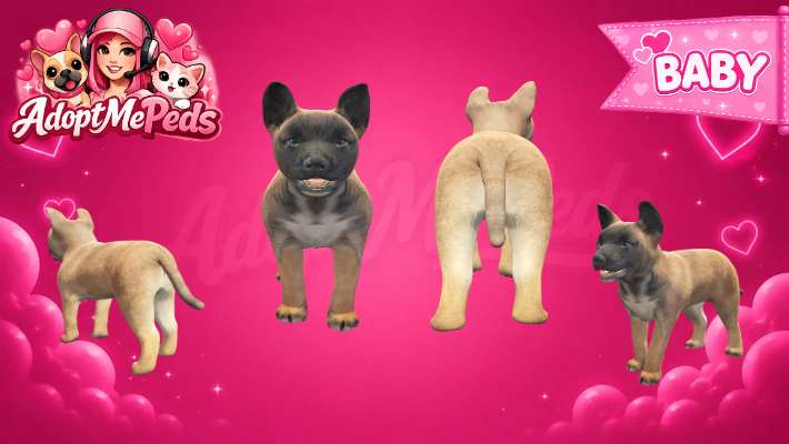Belgian Shepherd & Belgian Shepherd Puppy