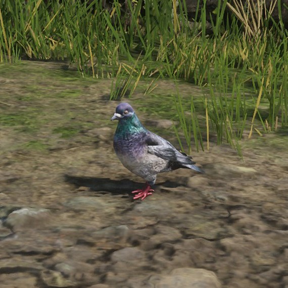 Pigeon