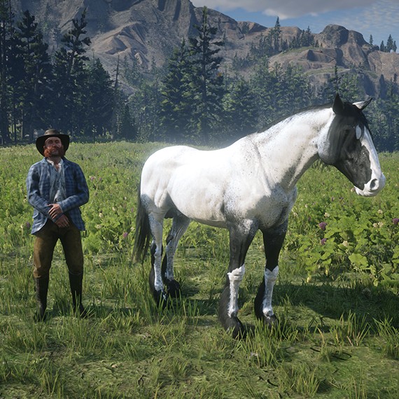 Clydesdale - Blanc Rouané