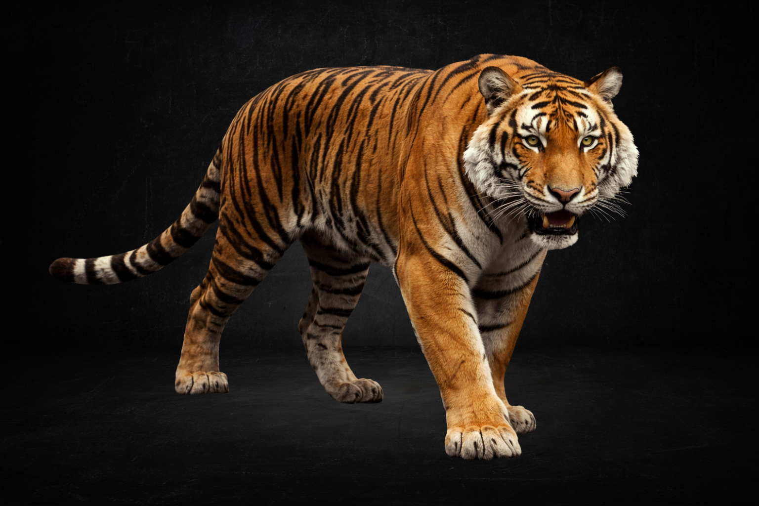 Tigre ( perma )