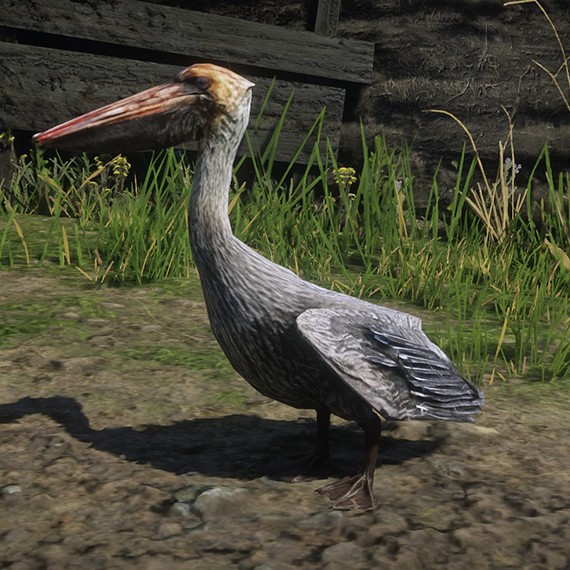 Pélican