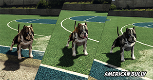 American Bully