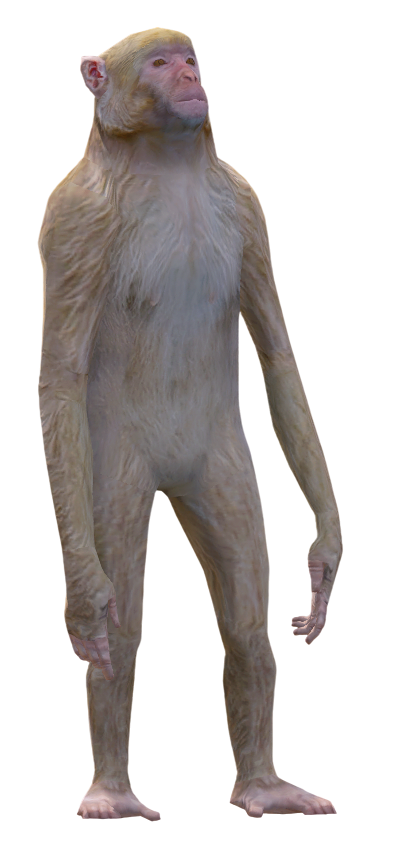 Rhesus