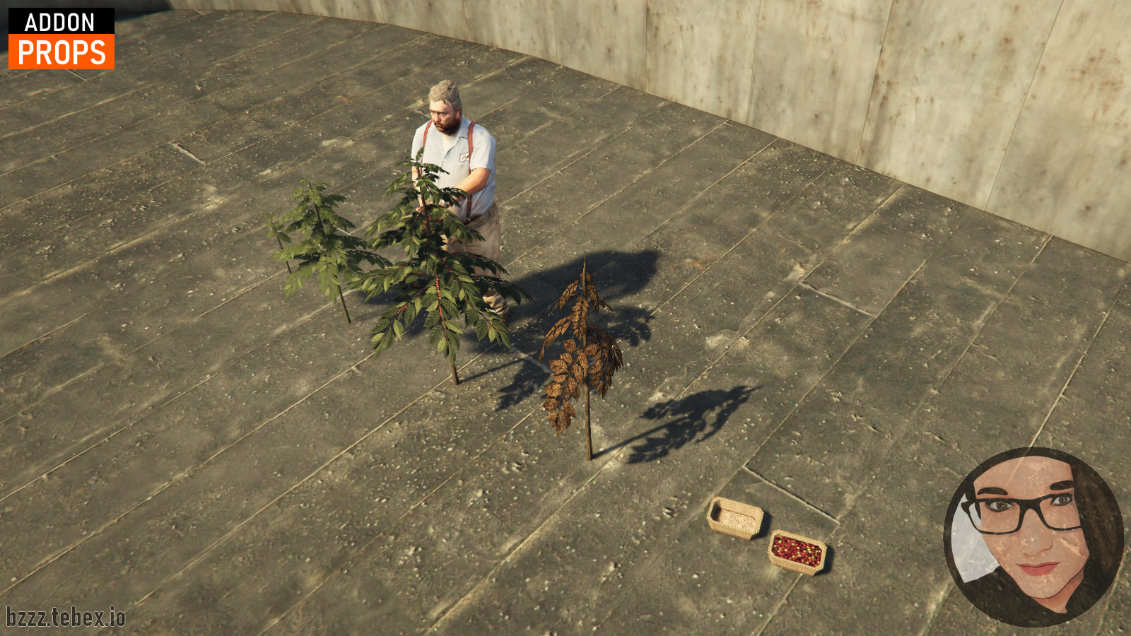 Coffee plant