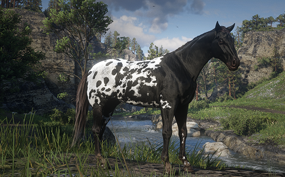 Appaloosa White Varnish - Macho