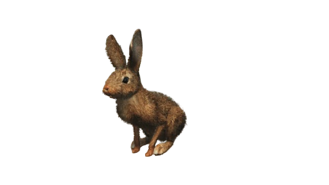 🐇 HUISDIER KONIJN